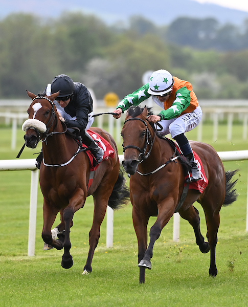 Racehorses competing