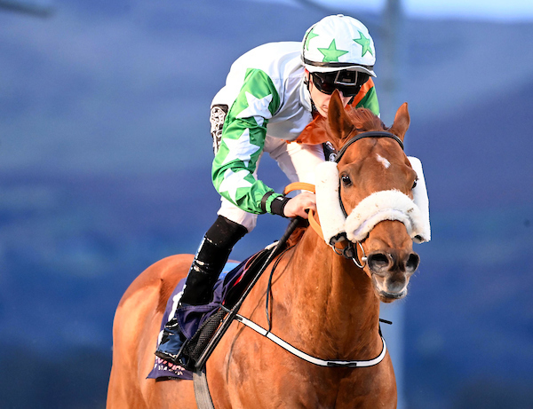 Shamrock Thoroughbreds horse